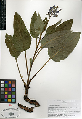 Adelinia grandis specimen SDSU19197