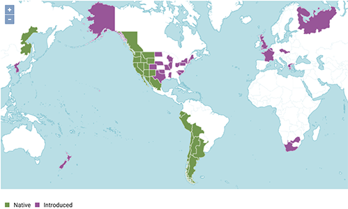 Amsinckia distribution map from plantsoftheworldonline.org