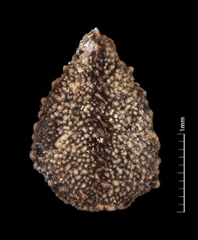Amsickia_calycina-SDSU24633-7x-D1-F.jpg nutlet dorsal view