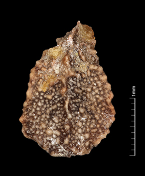Amsickia_calycina-SDSU24633-7x-D2-F.jpg nutlet dorsal view