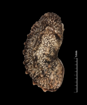 Amsickia_calycina-SDSU24633-7x-L1-F.jpg nutlet lateral view