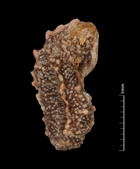 Amsickia_calycina-SDSU24633-7x-L2-F.jpg nutlet lateral view