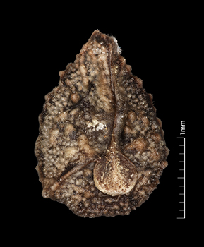 Amsickia_calycina-SDSU24633-7x-V1-F.jpg nutlet ventral view