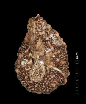 Amsickia_calycina-SDSU24633-7x-V2-F.jpg nutlet ventral view