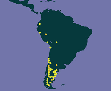 Amsinckia calycina distribution map