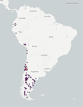 Amsinckia calycina distribution map