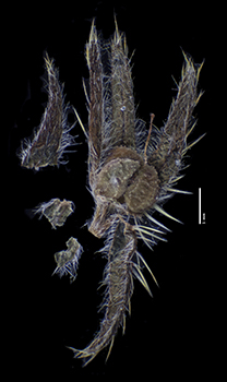Amsinckia_calycina-MGS3940-cf3-p1-all-fixed.jpg image