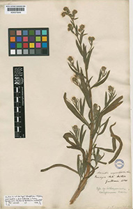 Amisinkia calycina Holotype: K 000573649