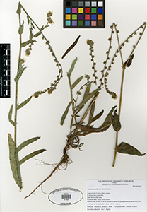 Herbarium sheet SDSU21623