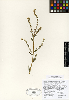 SDSU24633.jpg specimen