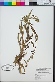 SDSU27525 specimen