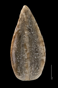 Amsinckia carinita nutlet dorsal view OSC-V-000329