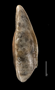 Amsinckia carinita nutlet lateral view OSC-V-000329