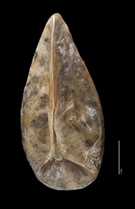 Amsinckia carinita nutlet ventral view OSC-V-000329