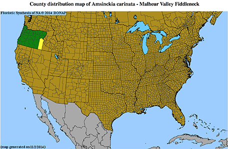 Amsinckia_carinata BONAP map