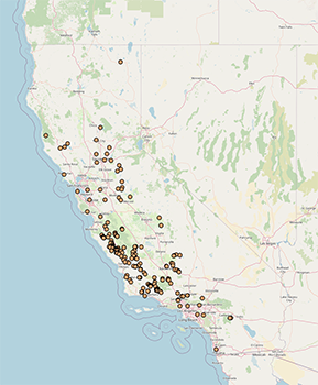Amsinckia_douglasiana map