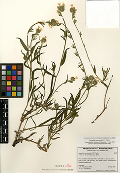 SD148214.jpg specimen