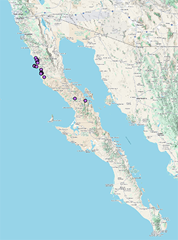 Amsinckia_inepta-CCH2 map