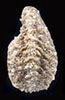 Nutlet image of Oreocarya