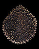 Nutlet image of Oncaglossum