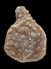 Nutlet image of Simpsonanthus
