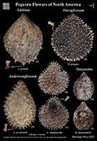 Adelinia etc. poster