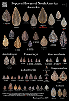 Amsinckia etc. poster