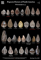Oreocarya 1 poster