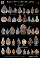 Oreocarya 2 poster