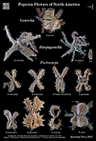 Pectocarya etc. poster