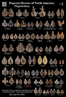 Plagiobothrys poster