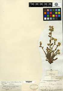 Holotype: GH00042704