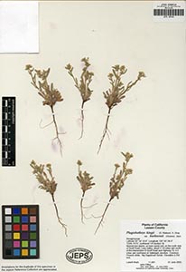 Herbarium specimen: JEPS 107444