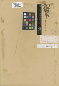 HOLOTYPE: NDG 42704