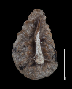 JEPS 107444 nutlet, ventral view