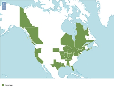 Andersonglossum distribution map