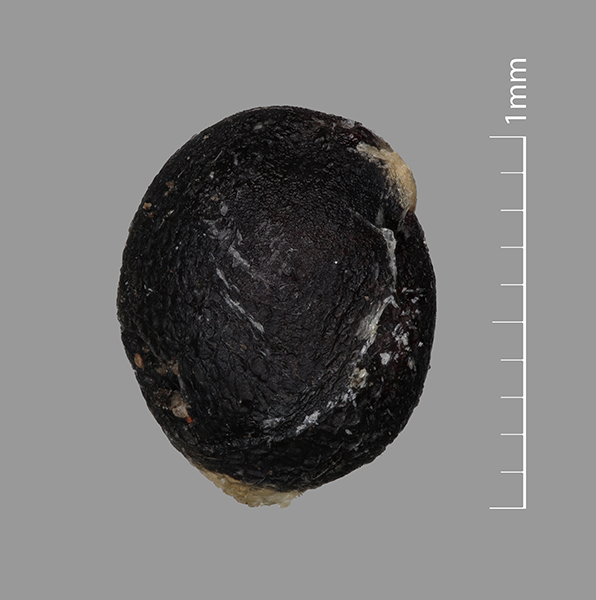 Fruit 1