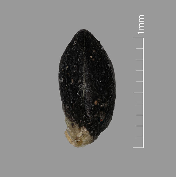 Fruit 3