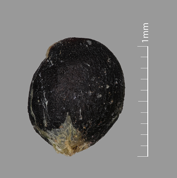 Fruit 2