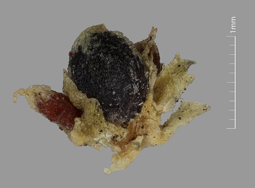 Fruit with calyx