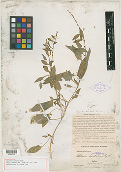 NY00324302.jpg holotype image