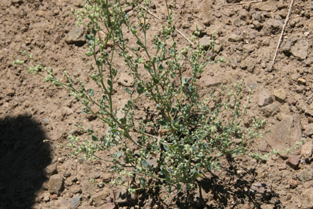 Habitat Image of Chenopodium Nevadense 2