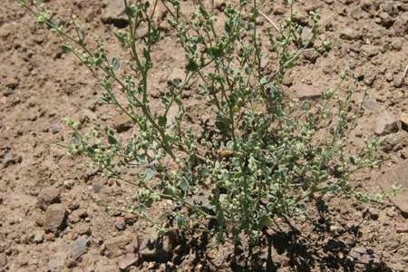 Habitat Image of Chenopodium Nevadense 3