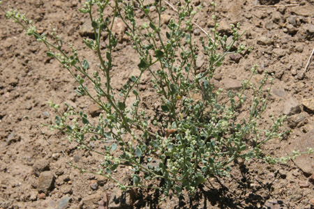 Habitat Image of Chenopodium Nevadense 4