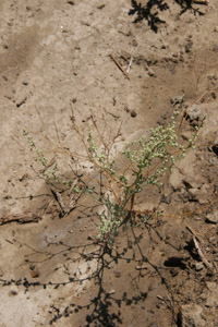 Habitat Image of Chenopodium Nevadense 5