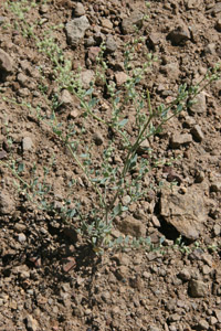 Habitat Image of Chenopodium Nevadense 6