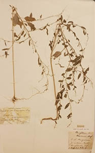 Herbarium Sheet of BM
Porter 20694