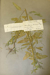 Herbarium Sheet of G
Bush 11493