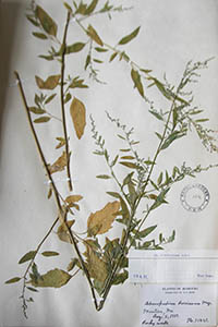 Herbarium Sheet of K 129
Bush11493