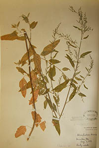 Herbarium Sheet of MO 941989